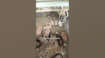 Thành quả một ngày đi thăm bẫy rắn  #shorts