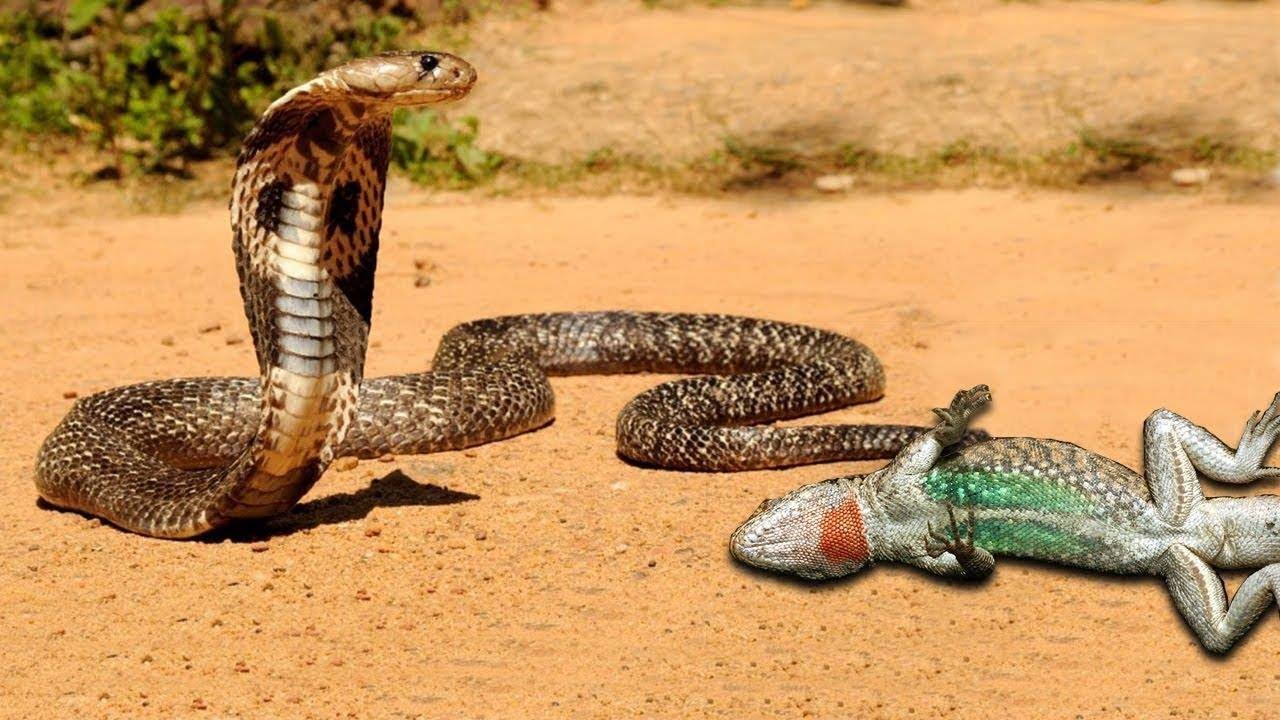 lizard skin grips Lizard Plays Dead To Avoid Death By Snake