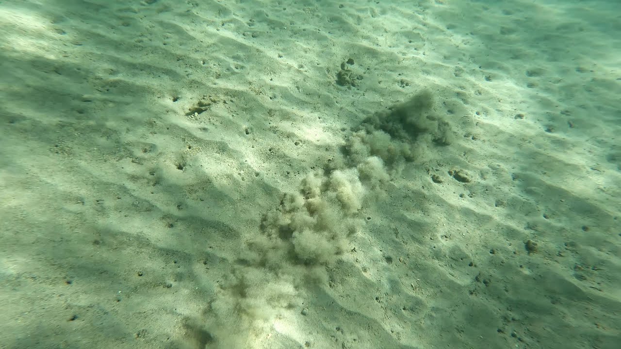 Flatfish hiding in the sand, Hawaii
