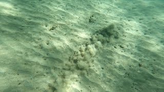 Flatfish hiding in the sand, Hawaii