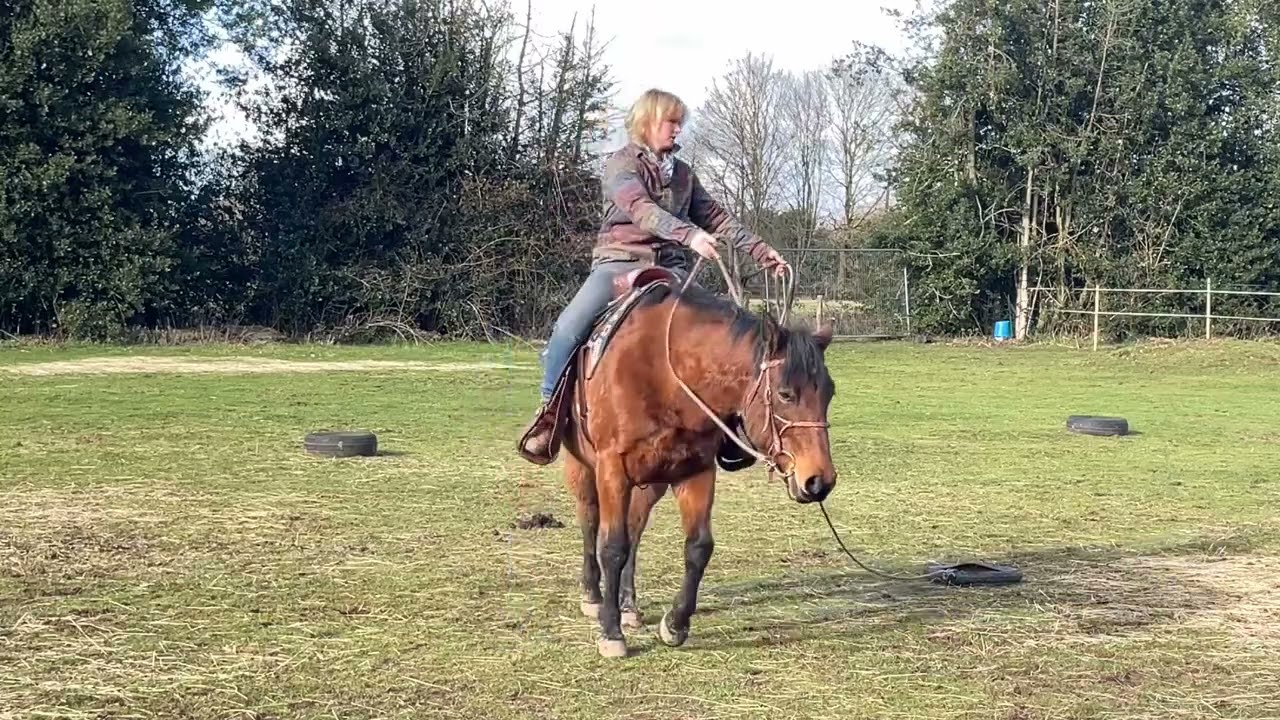 Teaching a young horse to drag the tyre. Groundwork pre done previously