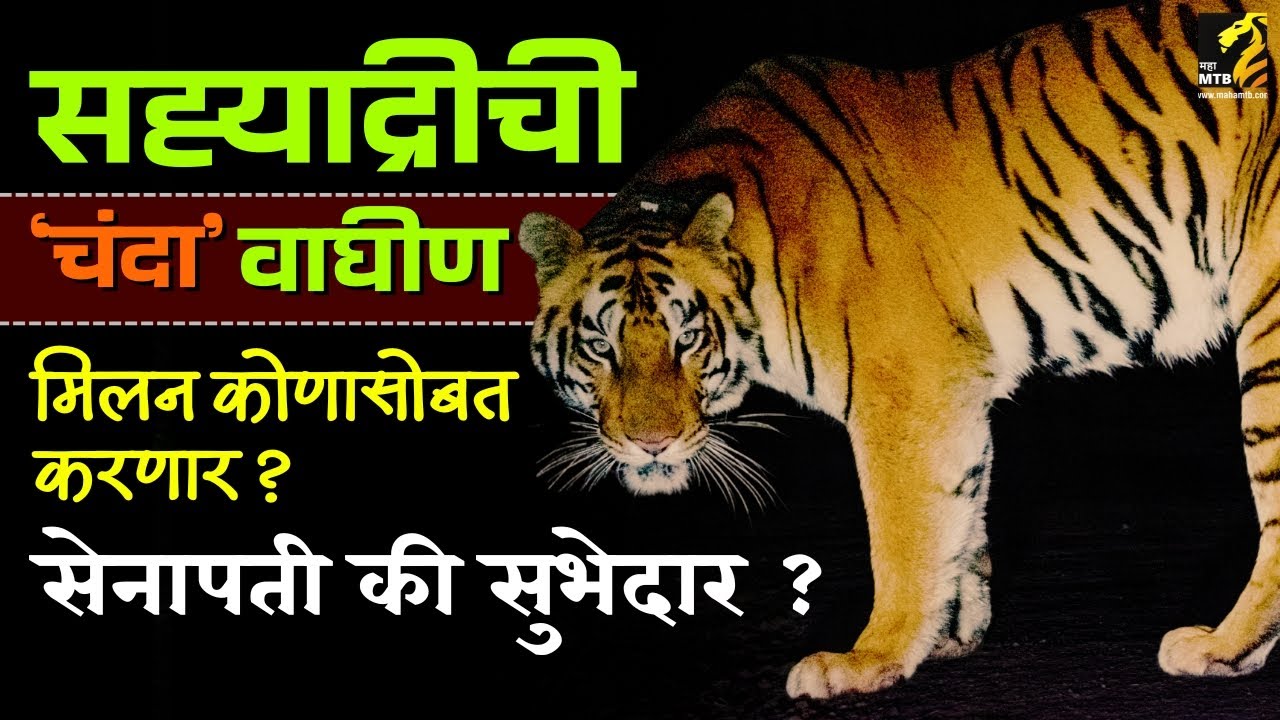 सह्याद्रीतील चंदाचा जोडीदार कोण होणार ? | Sahyadri tiger | MahaMTB