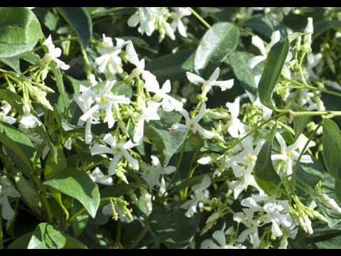 Vidéo: Prendre soin du jasmin d'hiver - Informations sur le jasmin d'hiver et conseils de culture