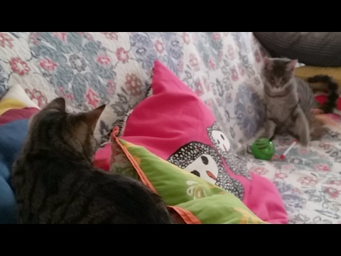 arialuni.ttf Kitten Academy Alumni Close Up: WINNIE & GARY - 2017-06-06