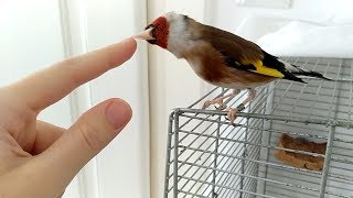 Playing tag with happy pet goldfinch screenshot 4