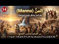 هل المنّ يتشكل حسب احتياجك؟ ☩ سر الصخرة وحرب الأيادي!  (مدراش رباه ١٤)