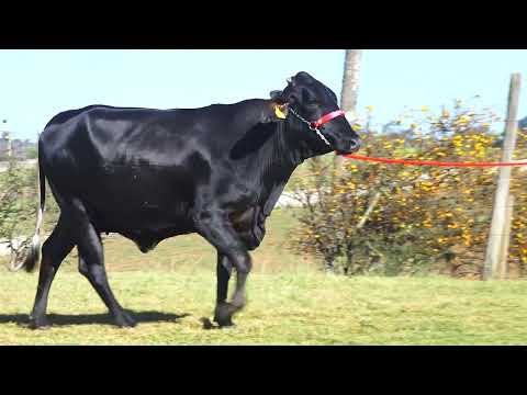 LOTE 27 DOCA FIV FERRO VELHO   1085CL