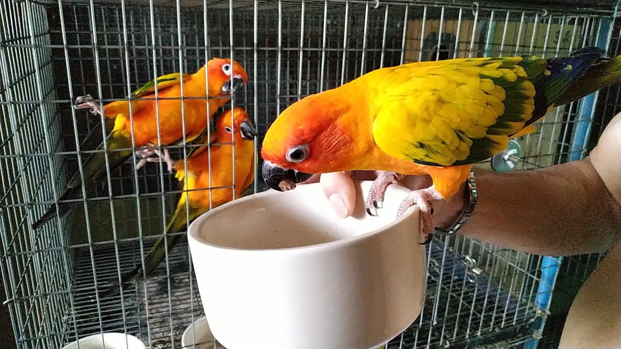 ซันคอนัวร์ Sun conure.Eating peanut with OptiBreed. YouTube