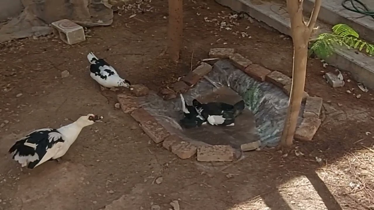 Muscovy females fighting for dominance 2