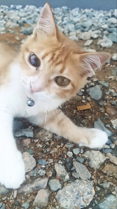Si Oyeng Control kecomelanya...geram aku tengok 🤣😜🥰🐱 #oyen #cute
