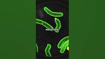 Electric Bacteria: Nature