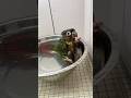This parrot is practicing swimming in a basin. #birds #parrots #parrot #pets #shorts