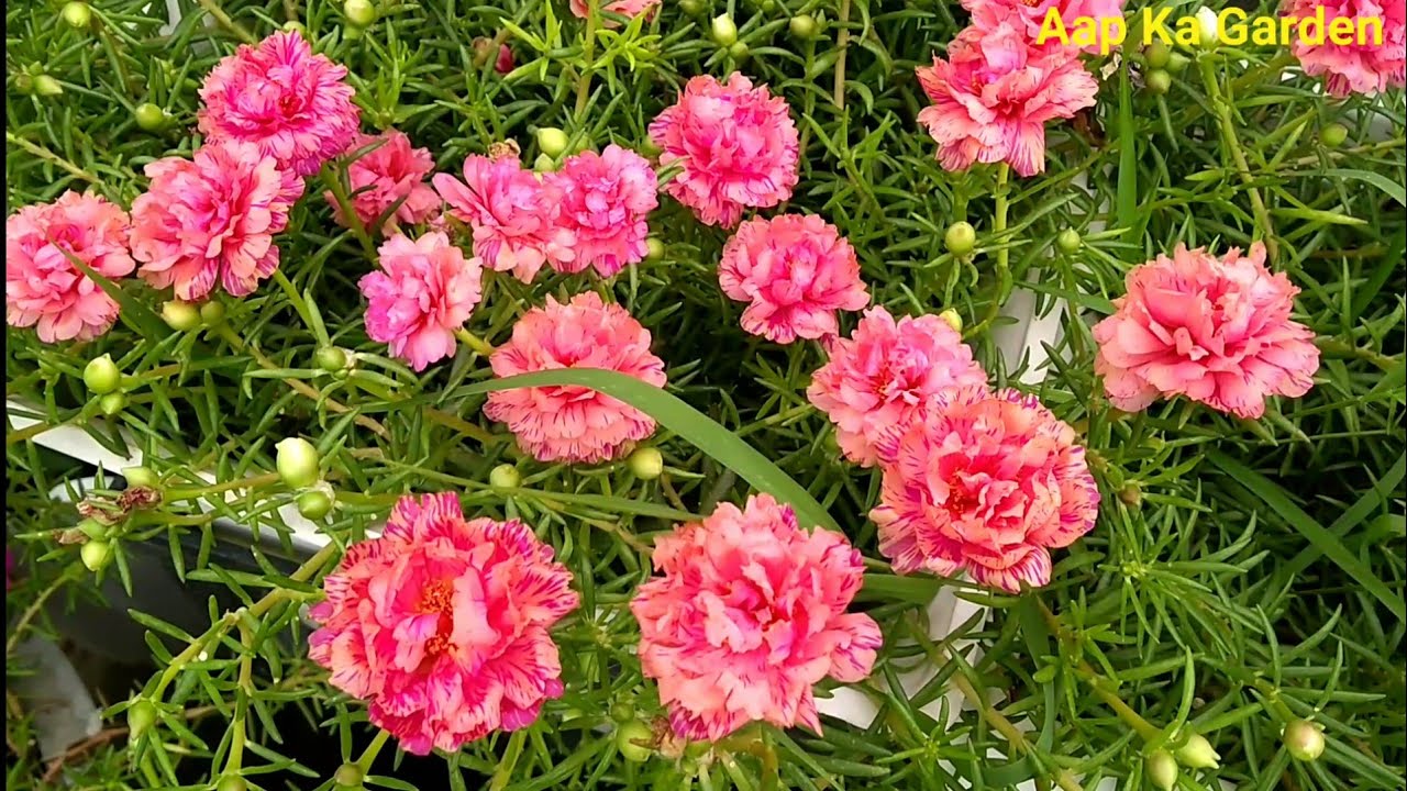all-about-portulaca-9-o-clock-plant-more-flowers-best-fertilizer