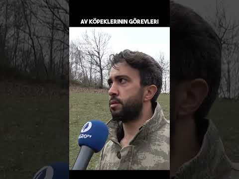 Kangal Jackal Is Hard To Catch 