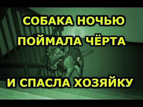 Видео: Работата на домакините е призвание