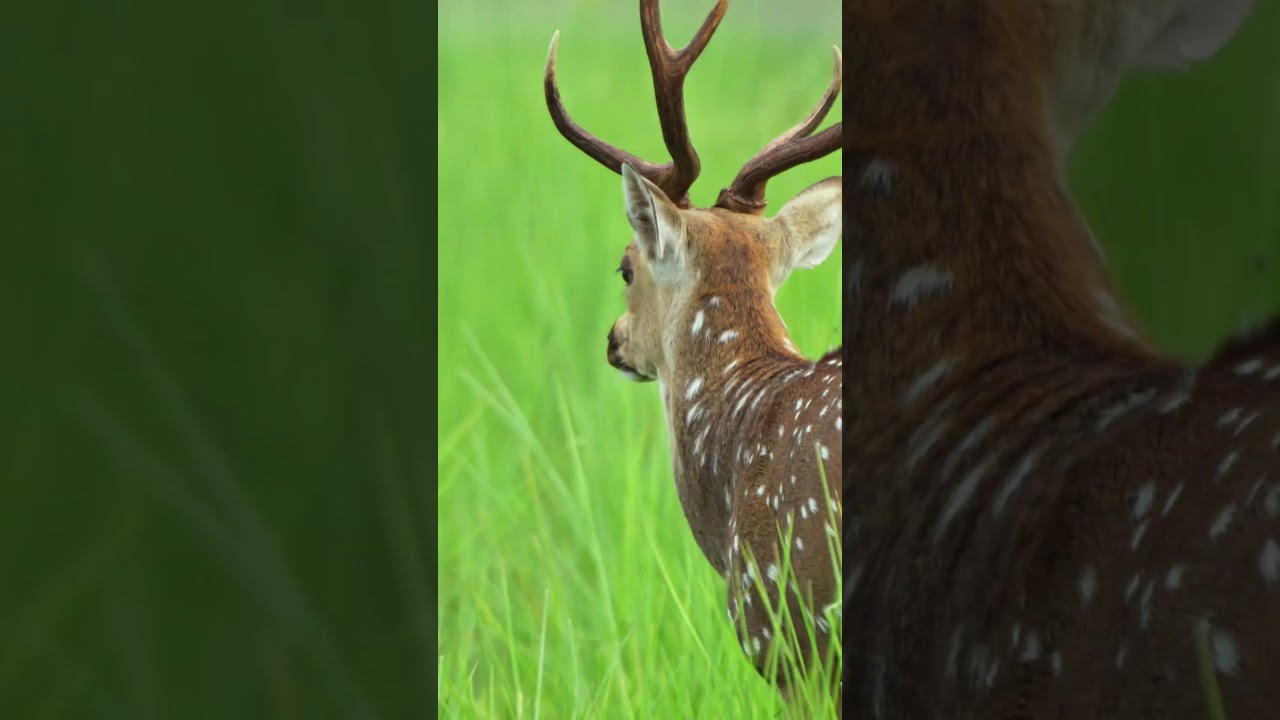 if sherkhan enters ...#wildlife #forest #nature #hunting #tiger #yt #ytviral #reels #life #animals