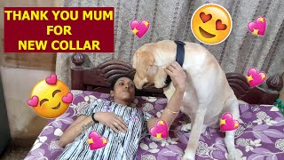 A NEW COLLAR FOR MY COCO | WATCH COCO'S REACTIONS UPON GETTING A NEW COLLAR | WATCH TILL THE END..?