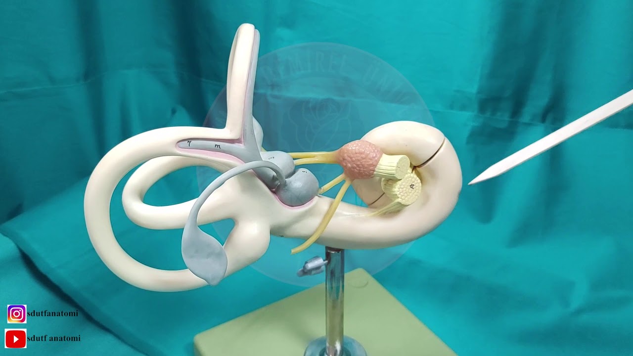 Nervus Vestibulocochlearis (VIII)