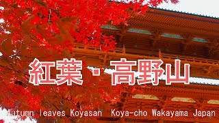紅葉の高野山和歌山県高野町2018 Autumn leaves Koyasan ...