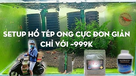 Hướng Dẫn Setup Bể Tép Cảnh |Giá Rẻ | Đơn Giản | Hiệu Quả | #TepMauQuan3 #Setup #Tepcanh