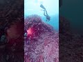 隠岐ダイビングinsta360 x5 #cave #隠岐 #scubadiving