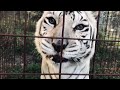 FEEDING LIONS, TIGERS, COUGARS, and MORE!! - Big Cat Rescue