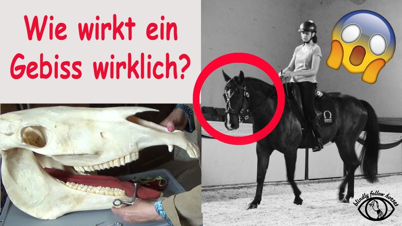 Das richtige Gebiss für mein Pferd ? mit Christin Krischke / Hofreitschule Bückeburg