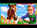 Dcouvrons le monde des chevaux  vidos educatives pour enfants  kidibli
