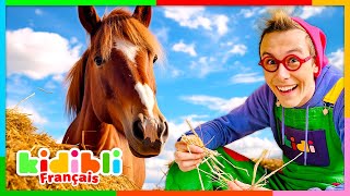 Découvrons Le Monde Des Chevaux Vidéos Educatives Pour Enfants Kidibli