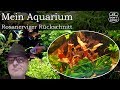 Rosanerviger Rückschnitt - Alternanthera reineckii | Mein Aquarium 64