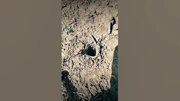 Как поймать тарантула на пластилин или воск | Spider | Tarantula