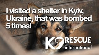 Kyiv animal shelter bombed 5 times - Ukraine pet rescue up-date with Nick Tadd