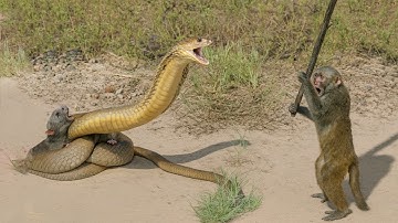 Capuchin Monkey Save Mouse From Banded Krait Snake Hunt | Wildlife documentary