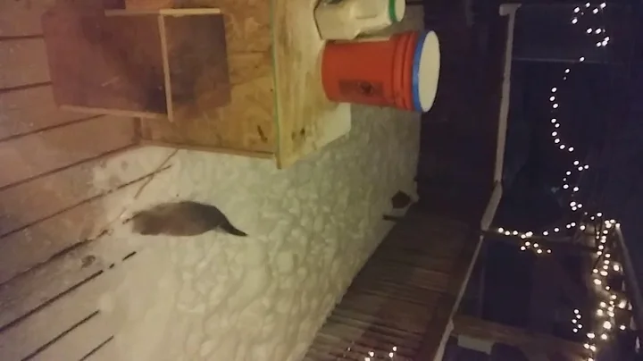 Twin Feril kittens playing with laser dot in snow