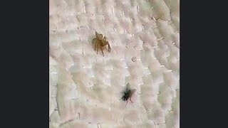 The spider hunted the house fly.