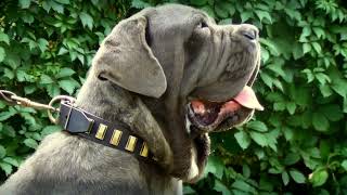 Big Mastino Napoletano in Leather Dog Collar with Shiny Plates