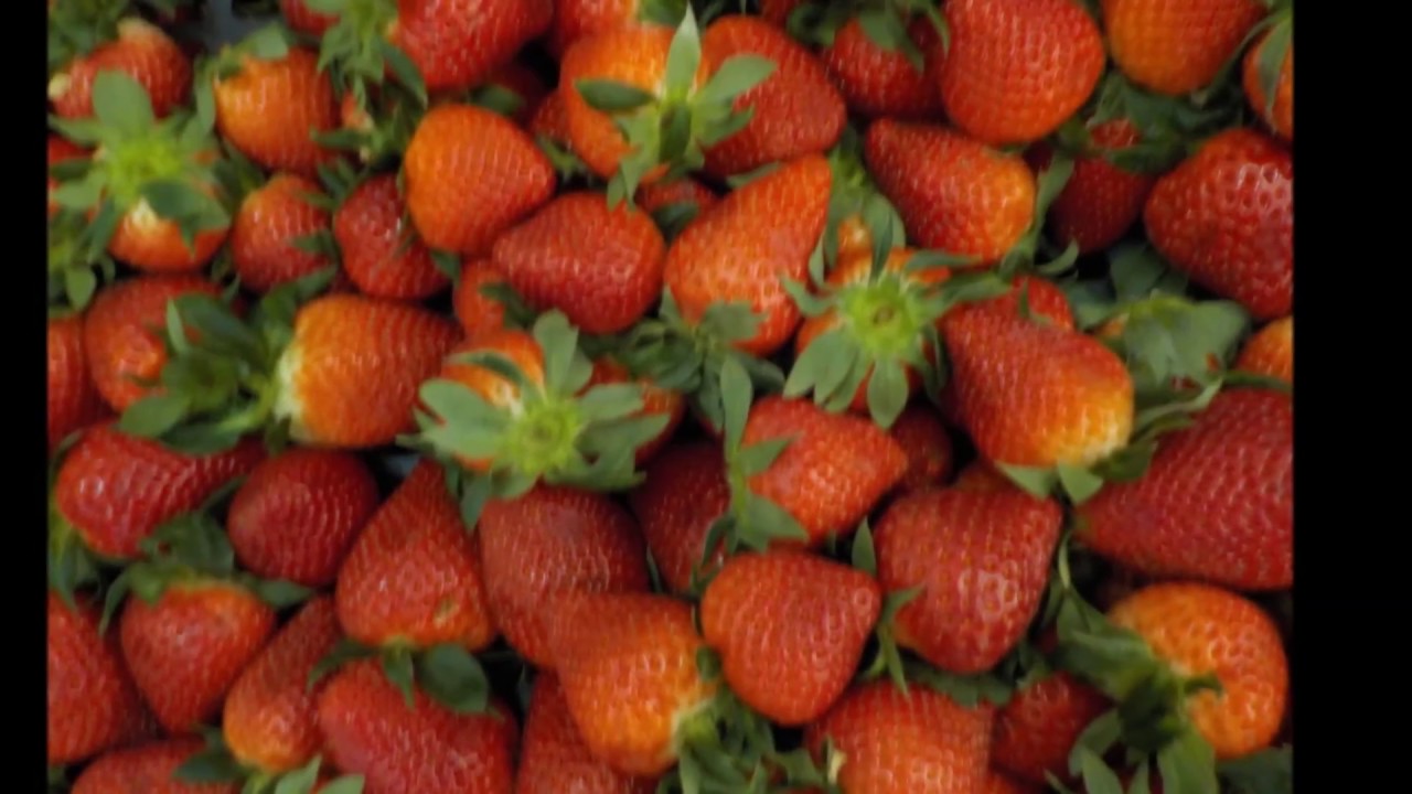 Semana da Froita 2017 camera iphone 8 plus apk