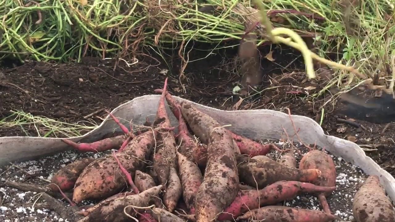 SWEET POTATO HARVEST PART2