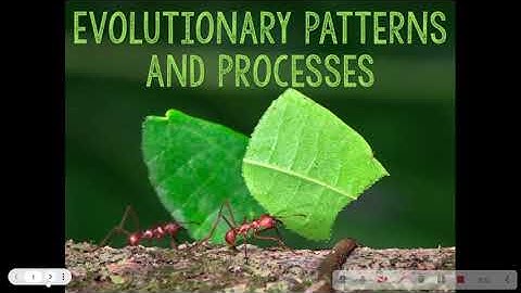Evolutionary Patterns and Processes