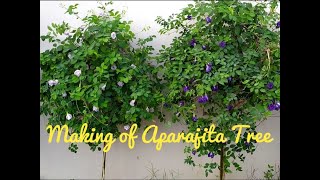 How To Make Aparajita Tree | How to get maximum flowers in Aparajita Tree | 3 different colors