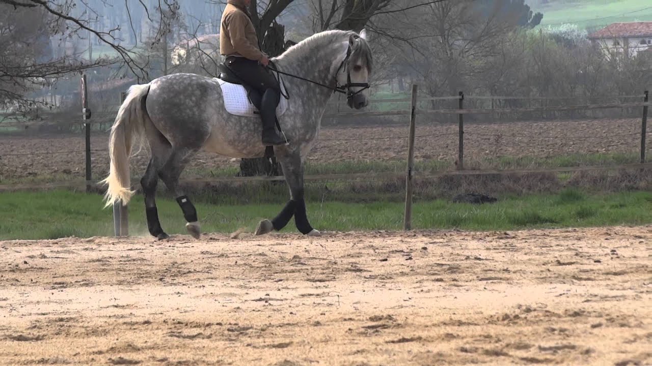 cheval espagnol origine