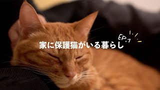 【保護猫がいる暮らし】子猫にタワマンを建て、先住猫に最新自動トイレをプレゼント。満足する飼い主の週末