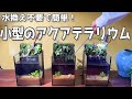 【アクアテラリウム】メダカのためのアクアテラリウム（水換え不要の簡単管理でコケと植物とメダカを楽しもう）