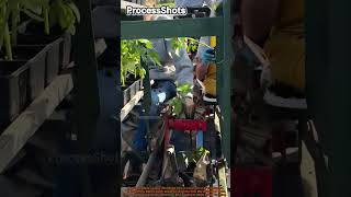 Mechanical Vegetable Seedling Transplanting Process Using a Tractor-Pulled Transplanter #worker