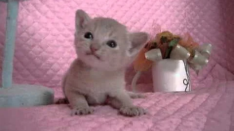 Watch the video about Abyssinian fawn kitten 3week female mikity