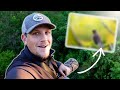 BIRD Photography | Stunning Cedar Waxwings | a1 + 200-600
