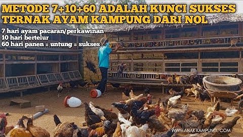 METODE 7×10×60 ADALAH KUNCI SUKSES MEMULAI USAHA TERNAK AYAM KAMPUNG