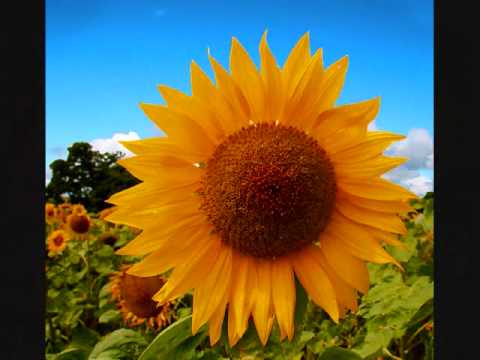 Neil Finn's Cornucopia of Flowers, Episode 1: Sunflower