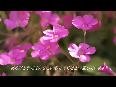 ホ オポノポノの歌を作りました Youtube