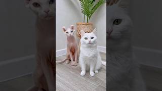 Thumbnail for У НАС ПОЯВИЛСЯ ТРЕТИЙ КОТ?!🥺 #котики